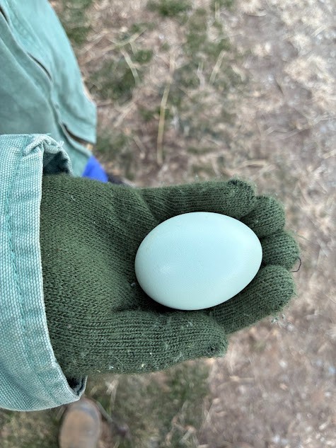 Crested Cream Legbar Hatching Eggs 10++
