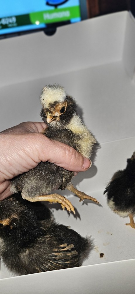 6+ Polish hatching eggs! CandyCorn, Tolbunt, Frizzle