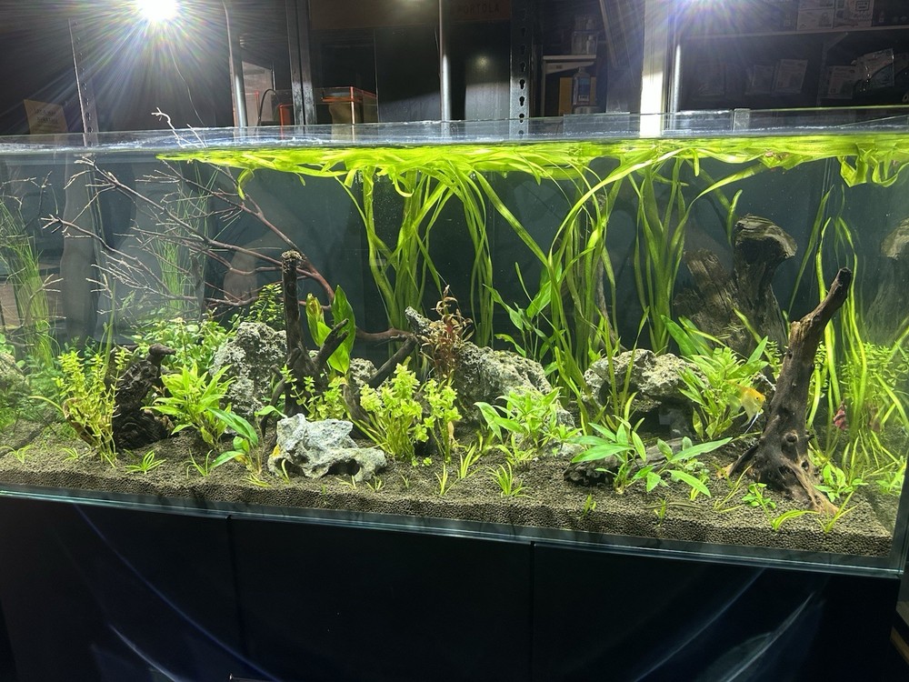 10+ Jungle Val