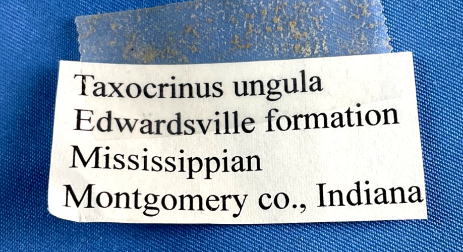 Fossil Taxocrinus Ungula Edwardsville Formation Mississippian Indiana