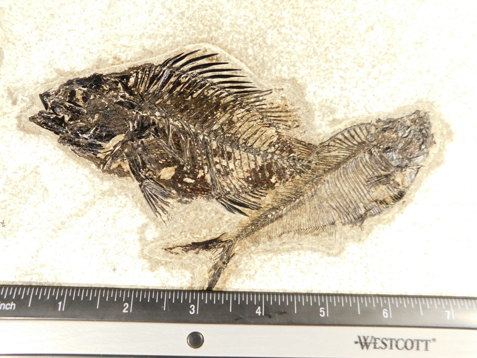 Two! SPECIES Rare Priscacara FISH Fossil and Diplomystus On HUGE Matrix Wyoming