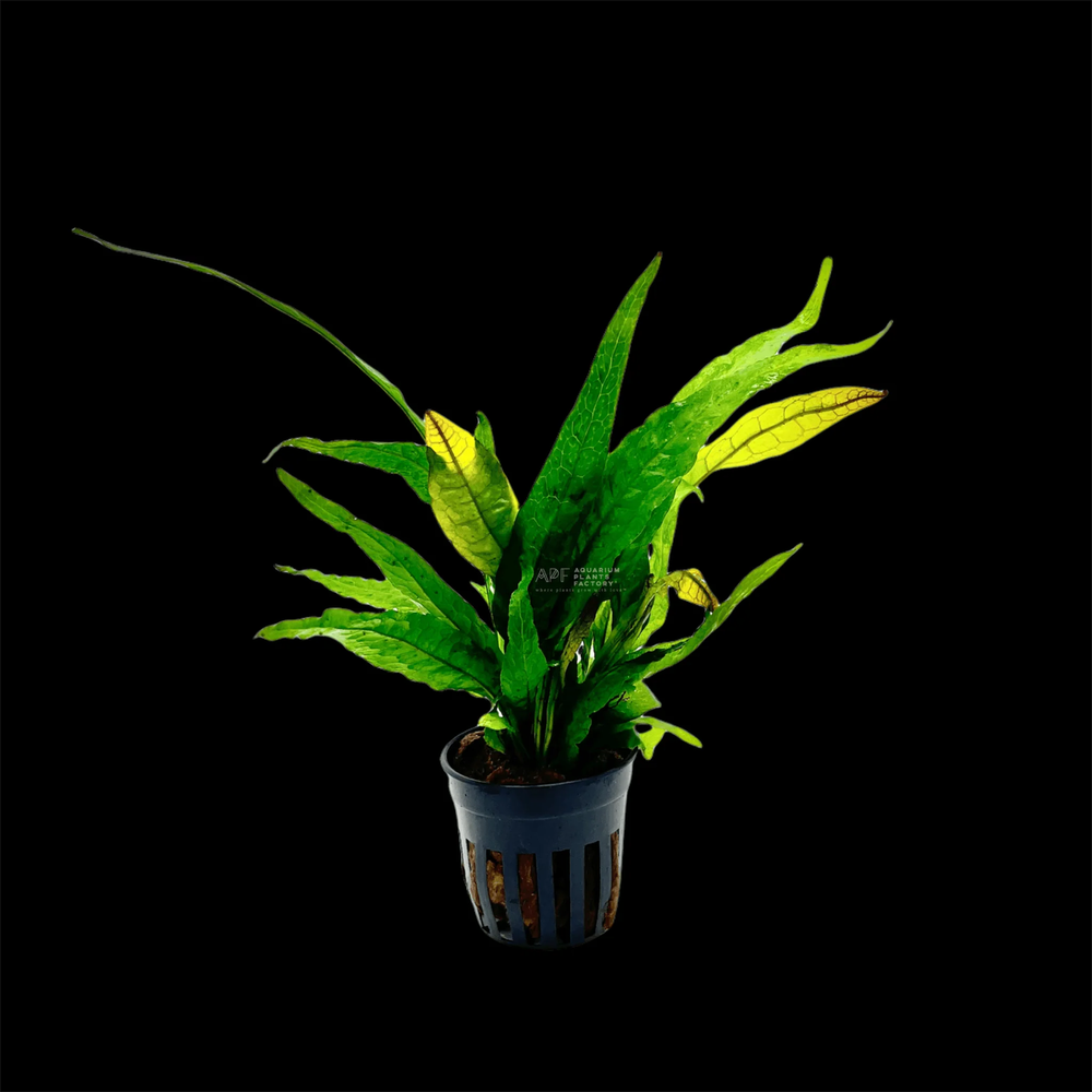 Java Fern Red | Aquarium Plants Factory®