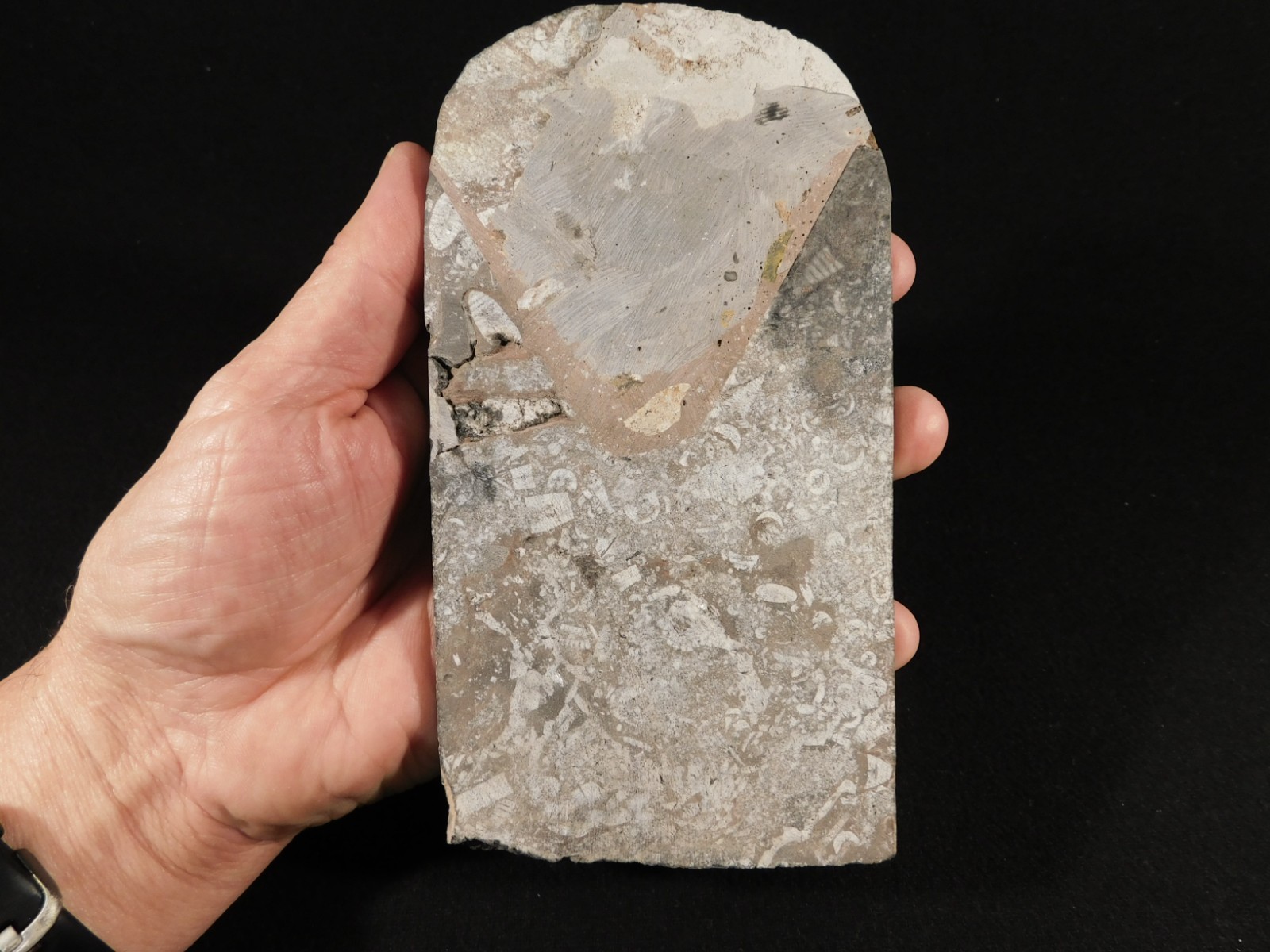 430 Million Year Old! CRINOID Fossil or Sea LILY Fossil Morocco 505gr