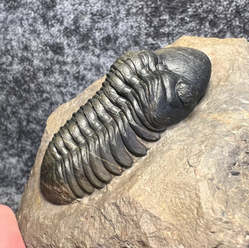 Reedops Trilobite Fossil – Detailed Collector Specimen