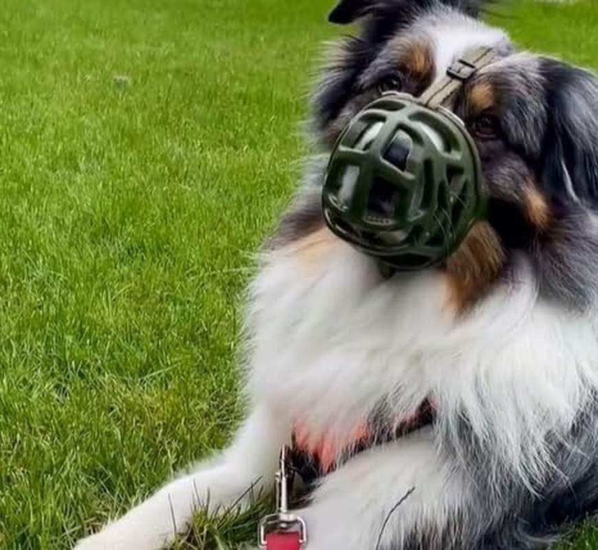Dog Muzzle, Breathable Basket Muzzles for Small, Medium, Large and X-Large Aggre