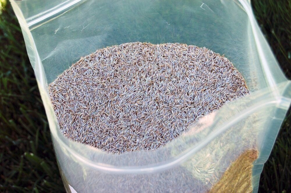 Creeping Red Fine Fescue Grass Seed by Eretz - CHOOSE SIZE! Premium Oregon Grown