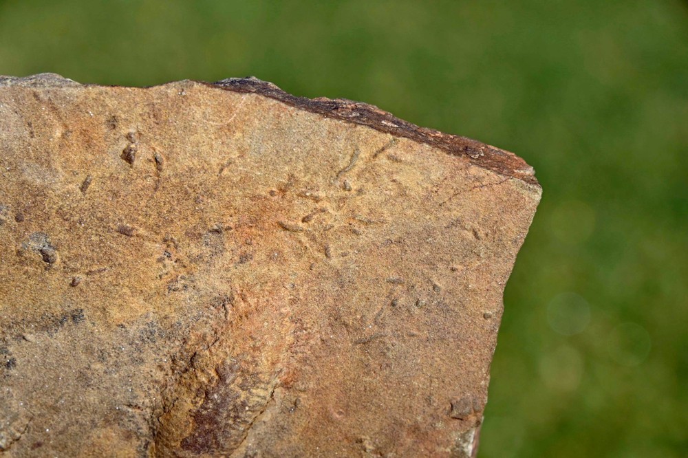 400 Million Year Old Rusophycus (Burrows), Morocco #2