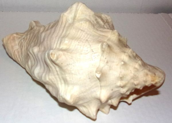 VINTAGE 8” CONCH SEA SHELL .