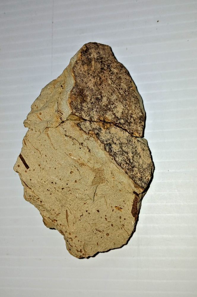 Starfish Fossil