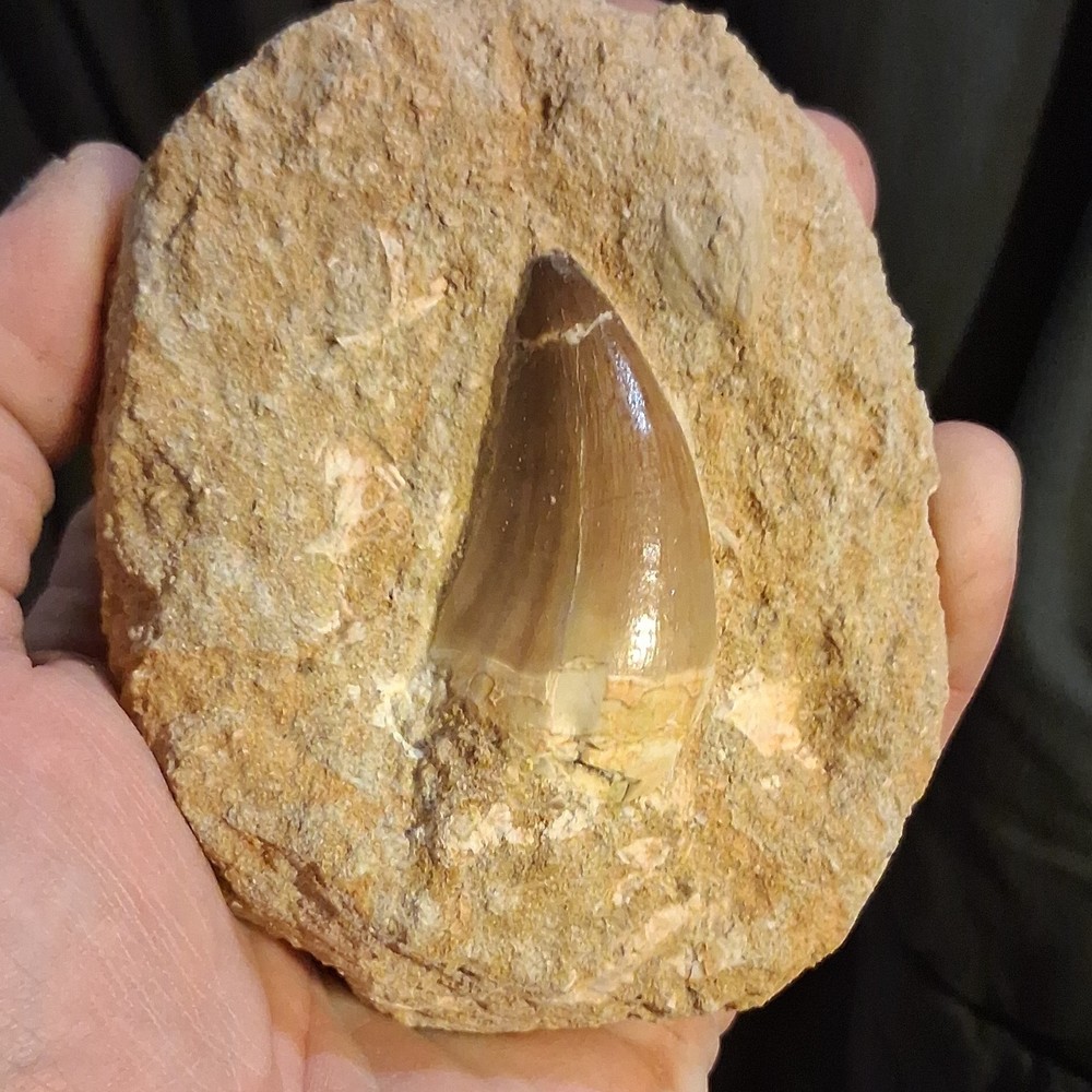 Fossilized Dinosaur or Reptile Tooth in Matrix