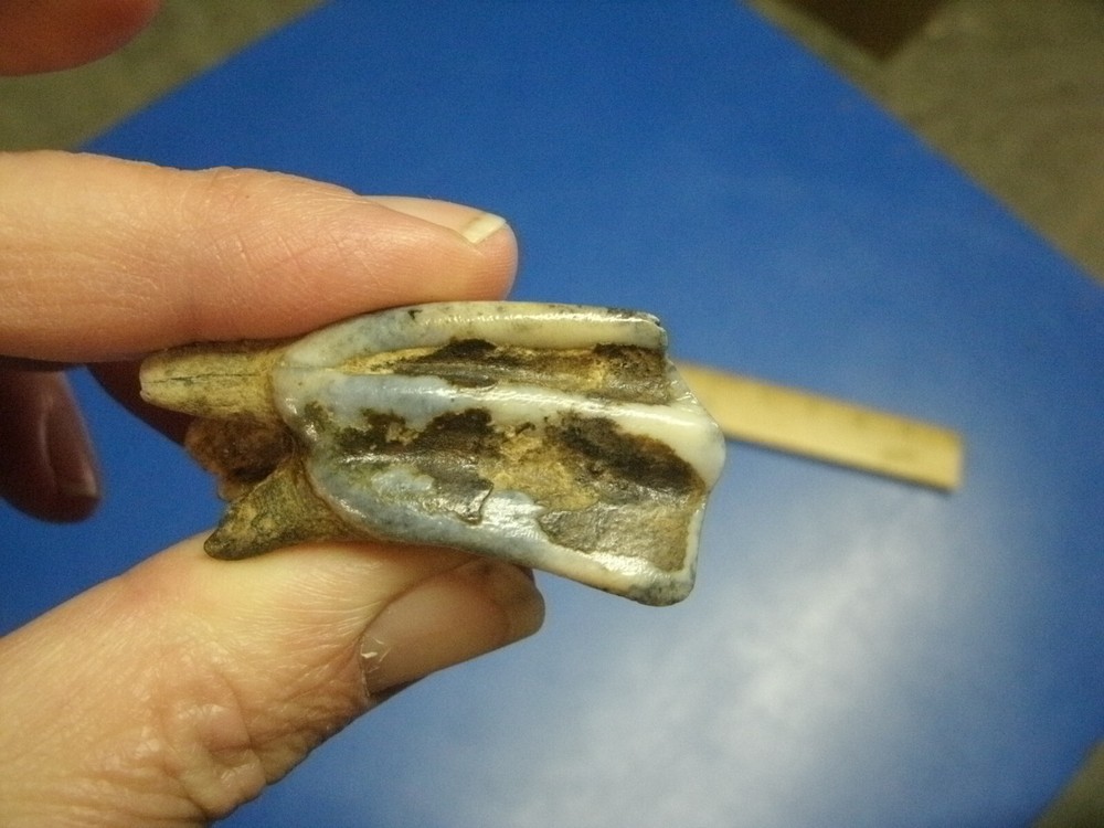 FOSSIL BISON TOOTH RILEY CO. KANSAS