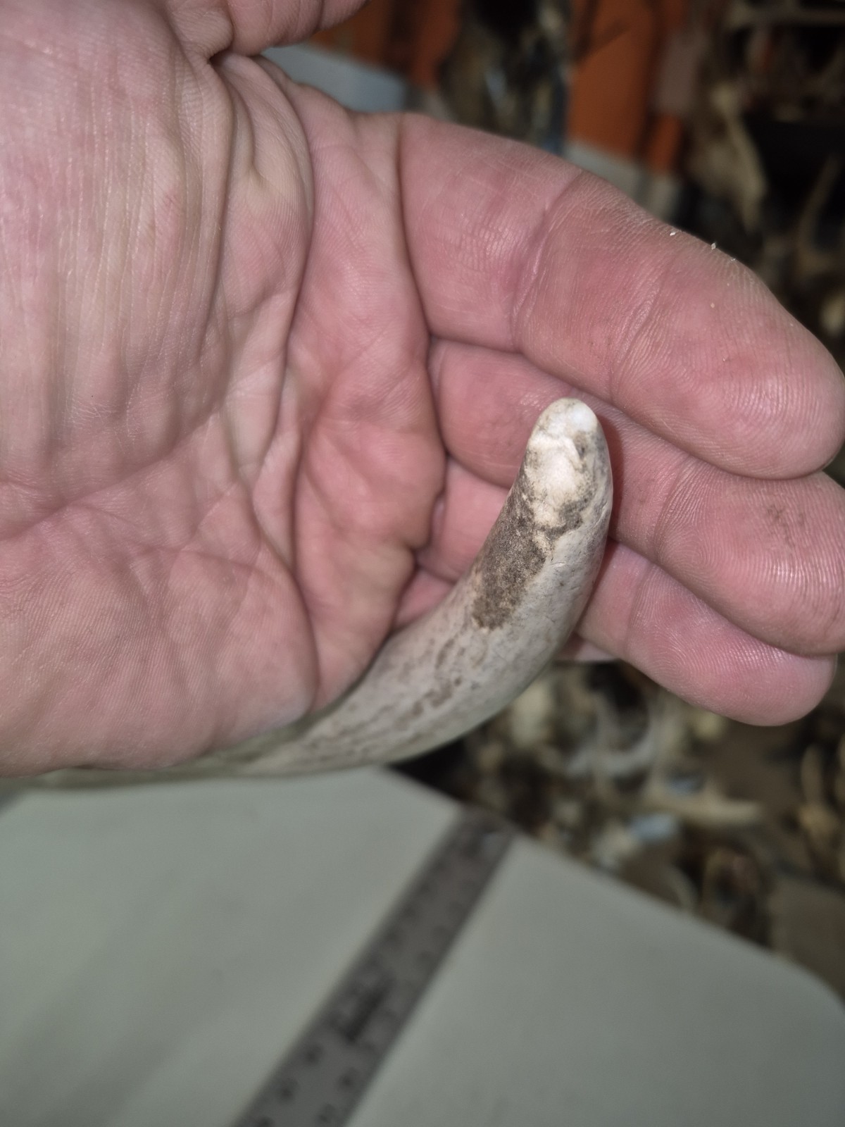 HUGE Wild 10pt 166" Whitetail Deer Skull European Decor Man Cave Taxidermy Buck