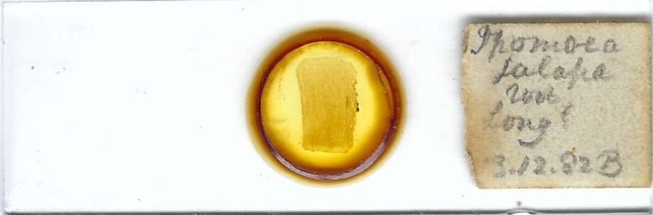 Jalap Bindweed Ipomoea jalapa Root Microscope Slide