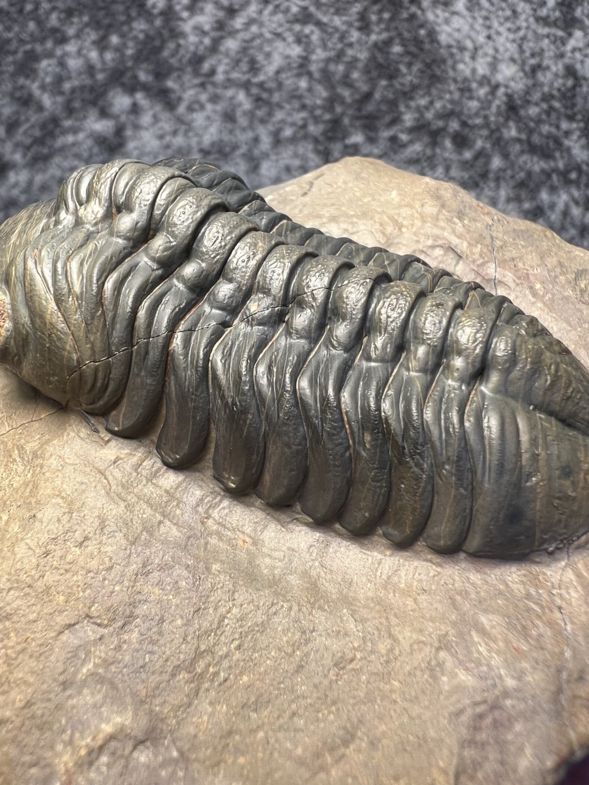 Reedops Trilobite Fossil – Detailed Collector Specimen