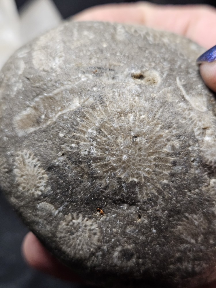 Fossilized Shell Concretion Specimen (14.8oz)