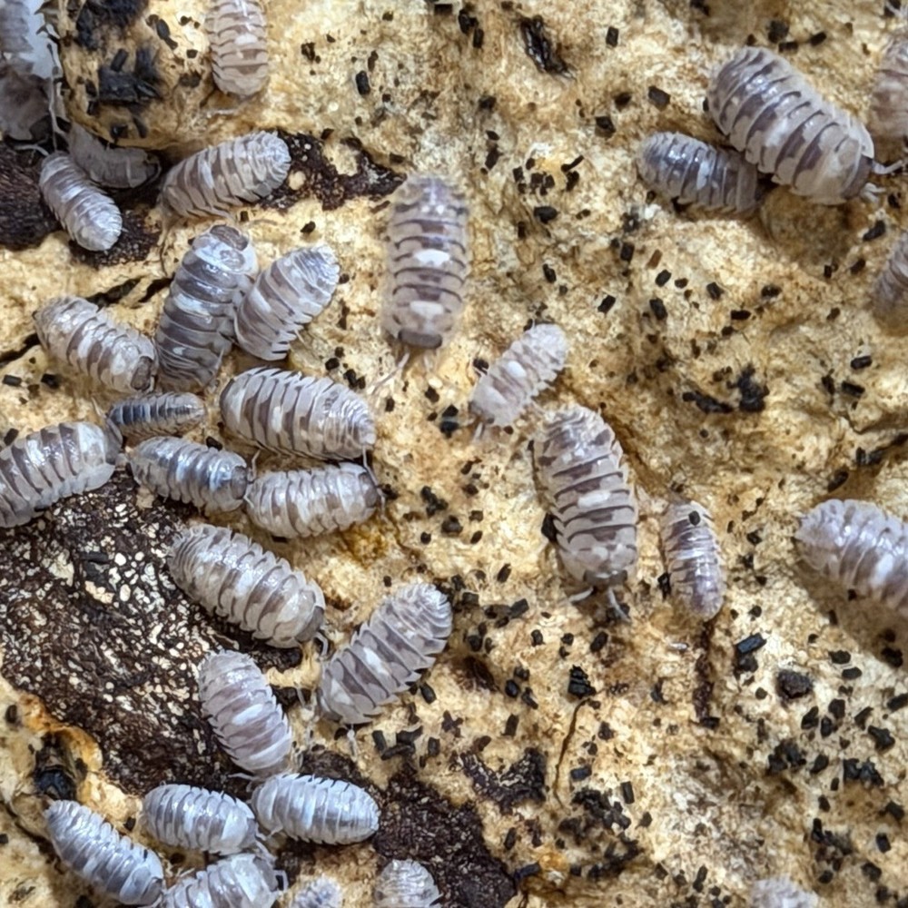 25+ Marbleized Isopods