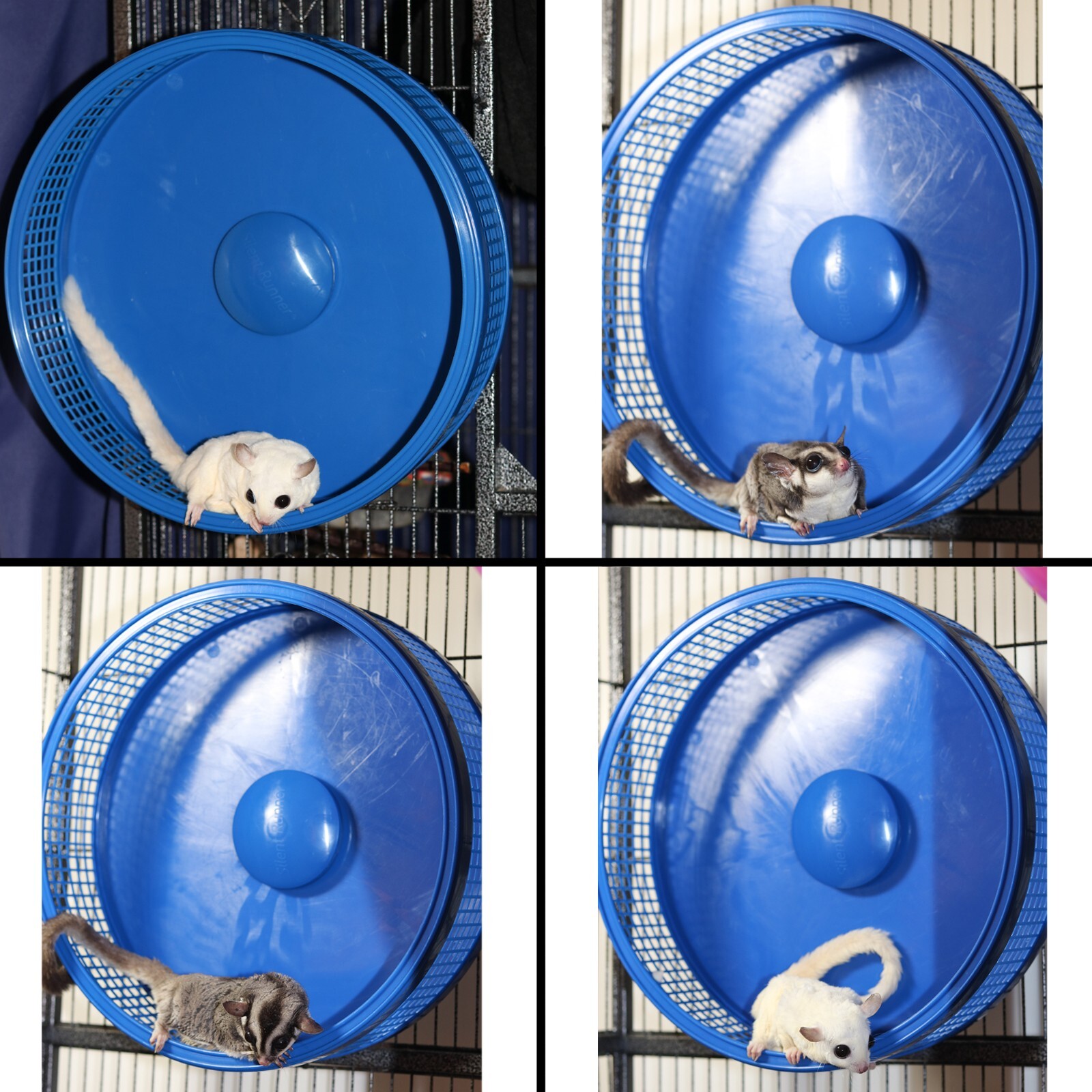 Silent Runner Pro Blue - Durable Pet Exercise Wheel with Cage Attachment