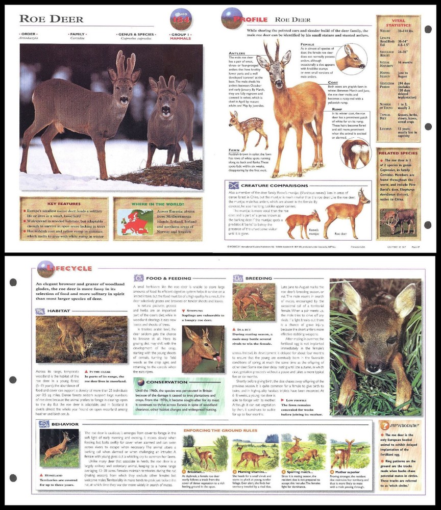 Fold-Out Sheet - Roe Deer - 184