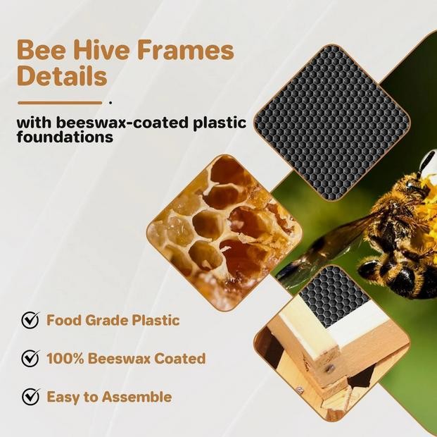 1 Layer Beehive Super Box Wax Langstroth Deep House + 10 Frames Beekeeping