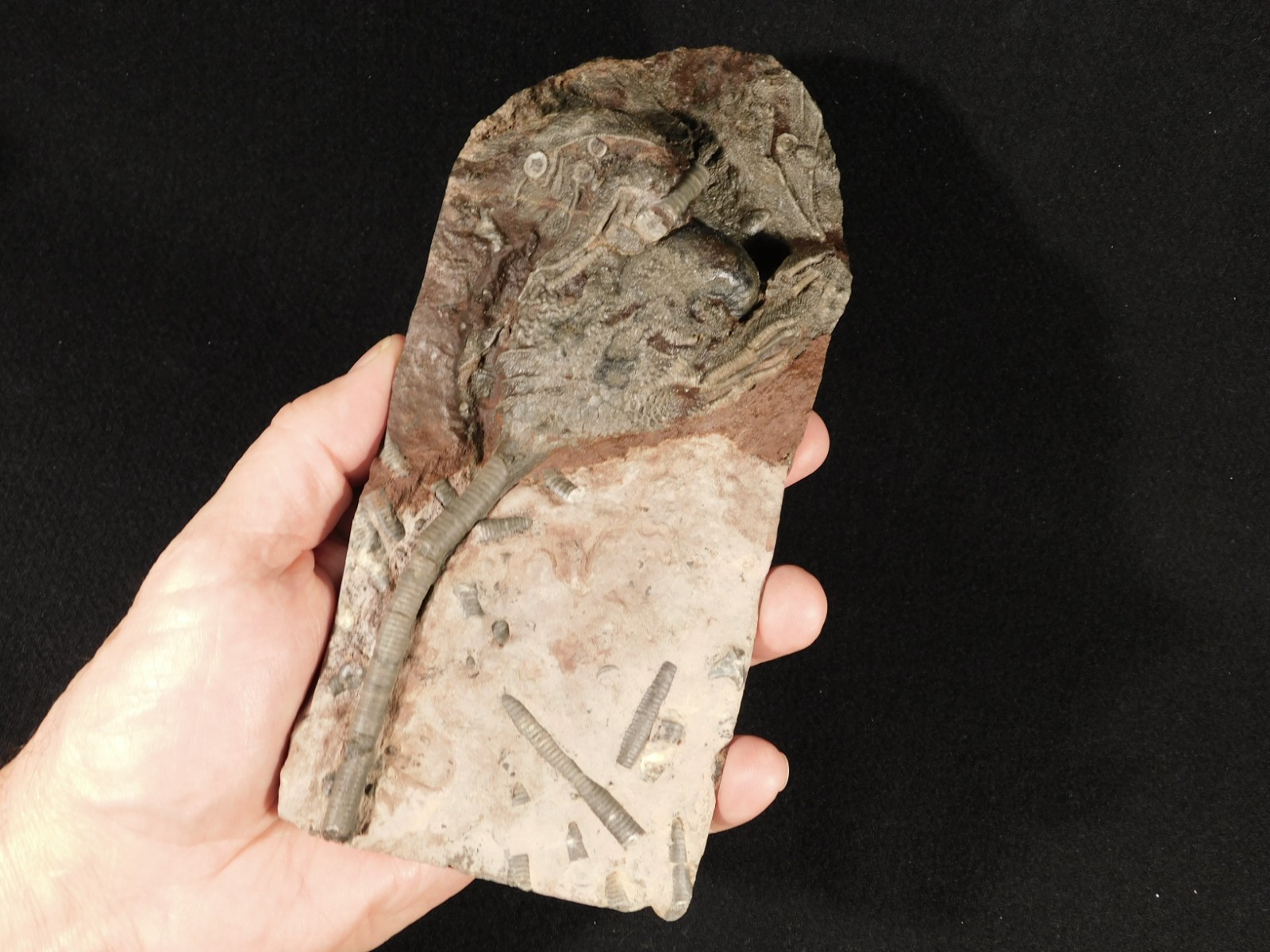 430 Million Year Old! CRINOID Fossil or Sea LILY Fossil Morocco 669gr