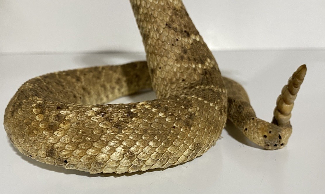 Rattlesnake Taxidermy Mount Rattle Snake Taxidermy Reptile - Cabin Western Decor