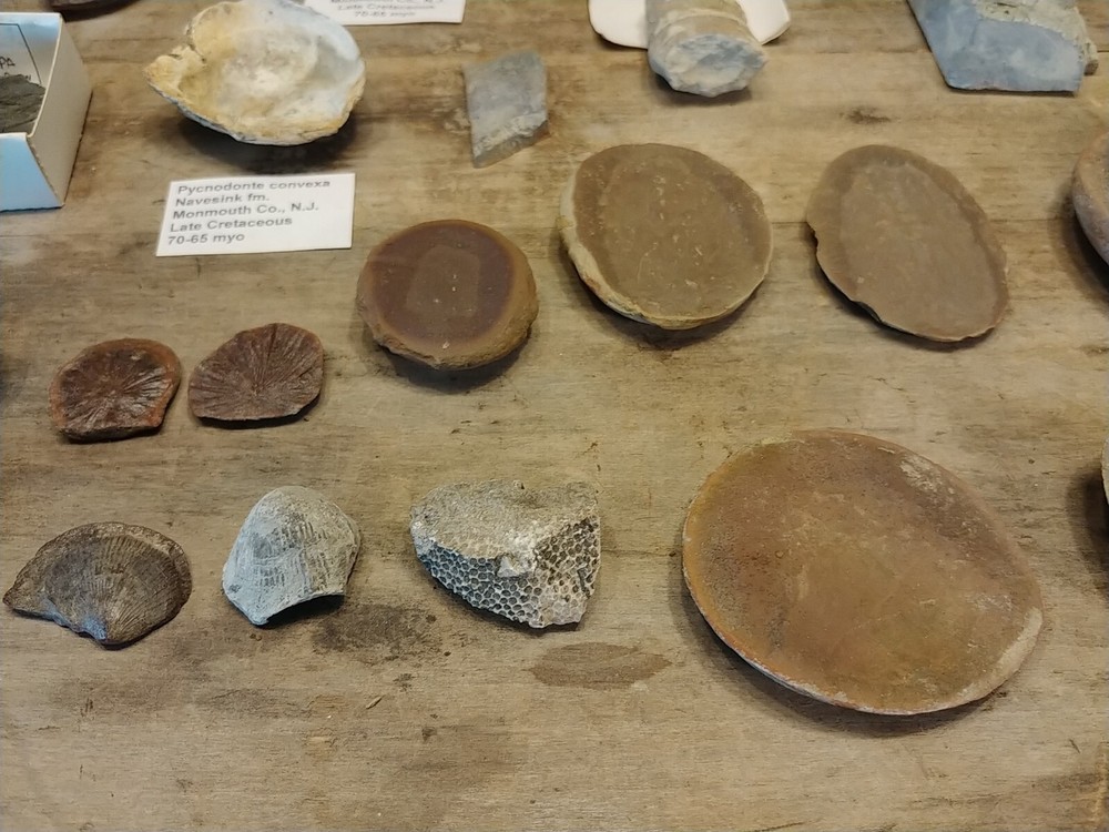 Fossil Lot 24 Total Pieces
