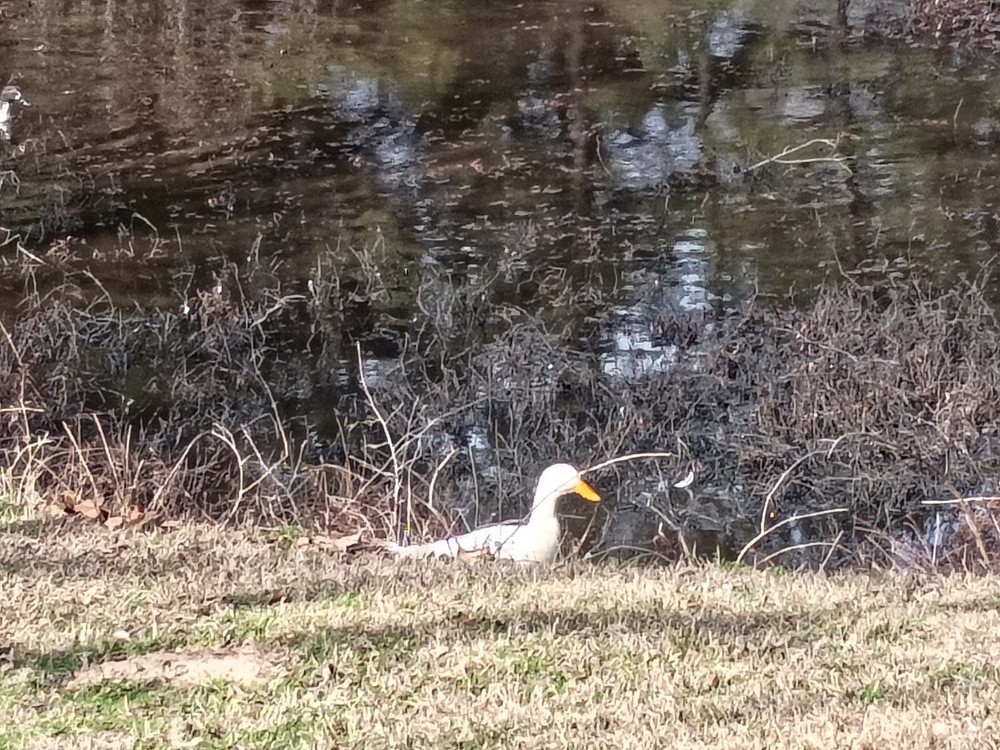 4 Potentially Fertilized Duck Eggs