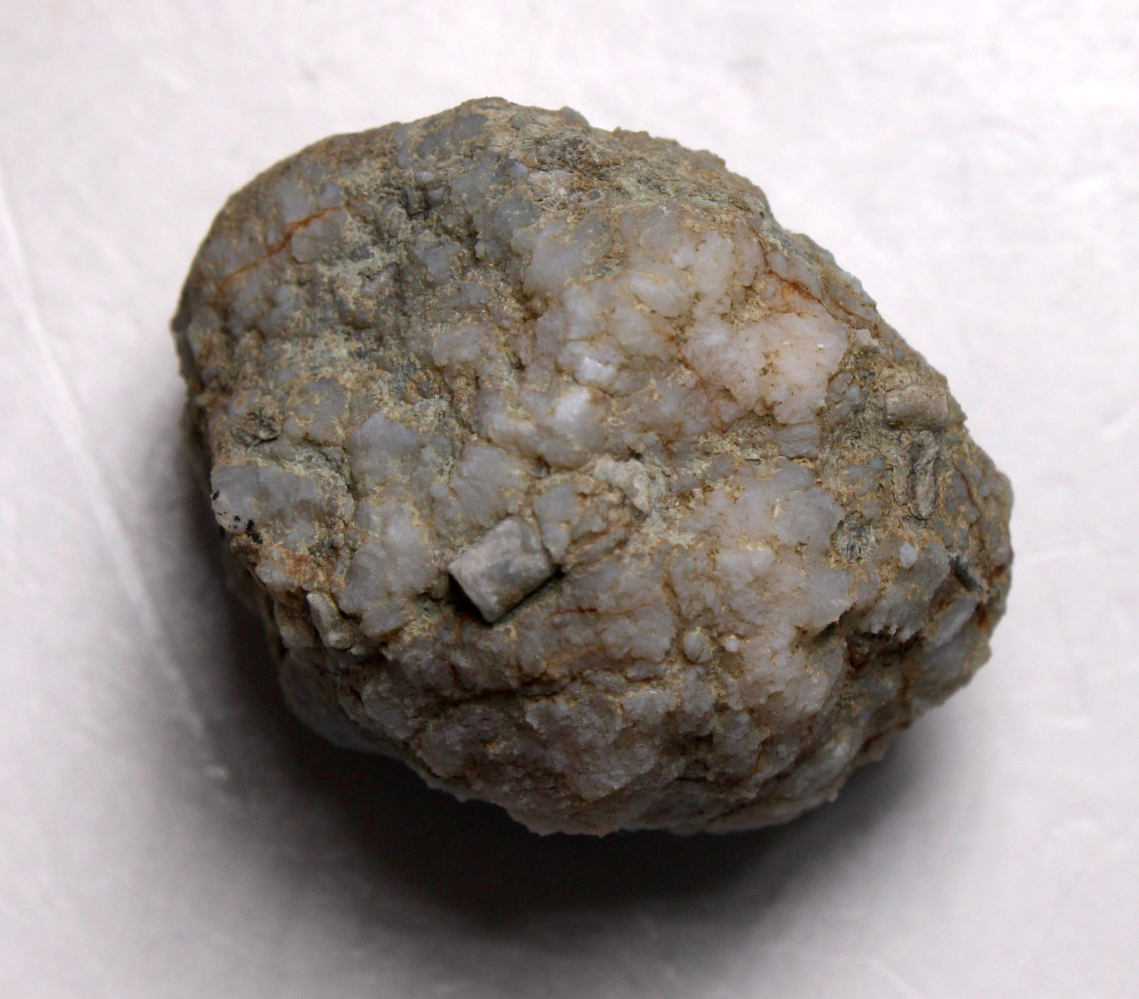 Geodized Platycrinites Crinoid Calyx Mississippian Fossil Kentucky Fort Payne Fm