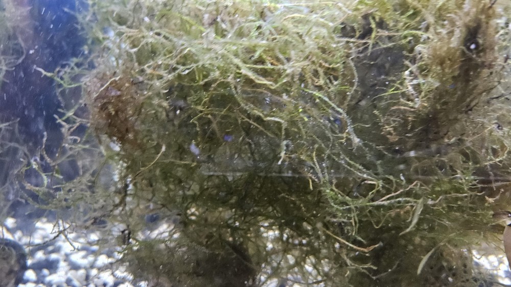 JAVA MOSS LIVE AQUATIC Nestling Plant Refuge Aquascaping... 2 Oz