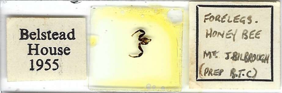 Honey Bee Forelegs w.m. Microscope Slide