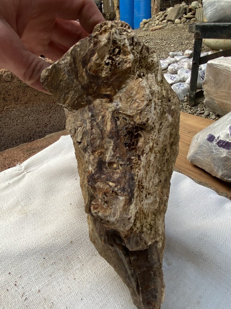 Fossilized And Opalized Fossils