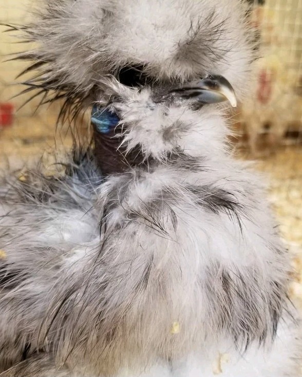 12+Bantam Silky Hatching Eggs Npip Cert