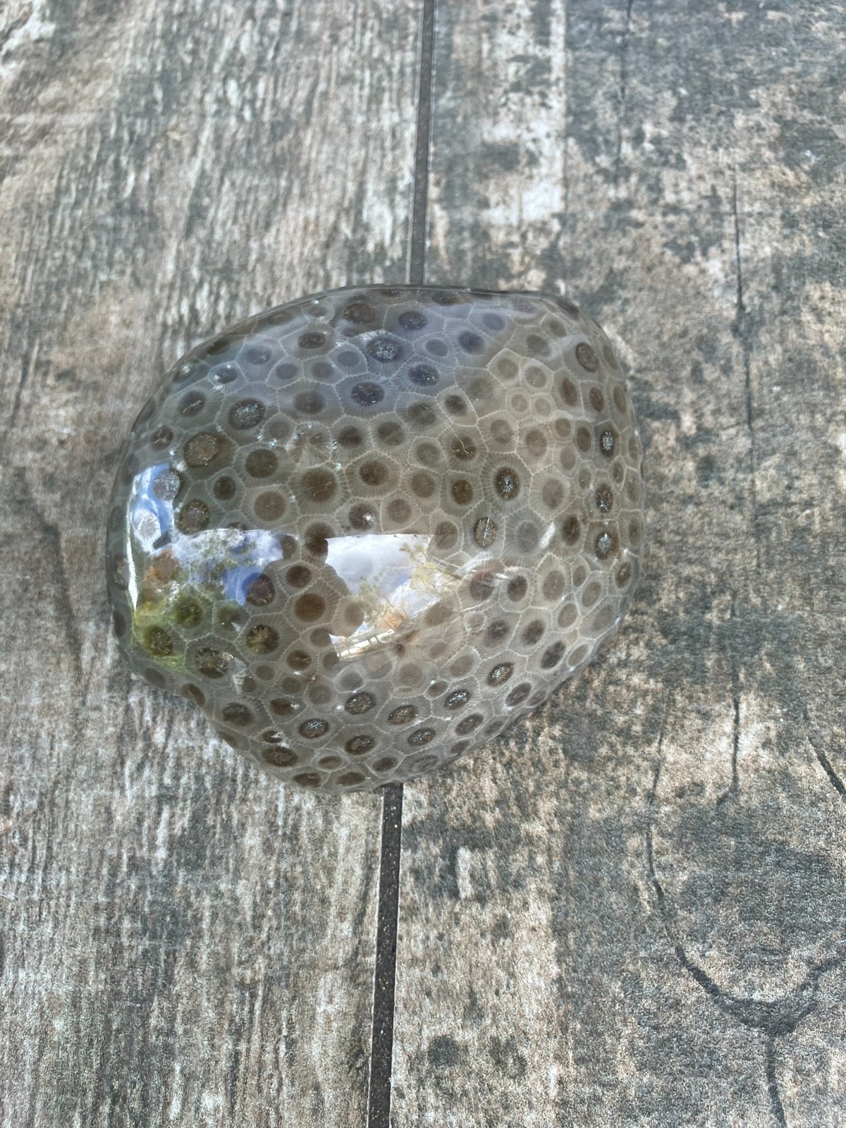 10.6oz Beautiful Polished Petoskey Stone Fossil Lake Michigan Coral Dark Eye