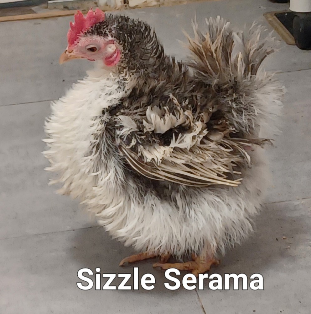 8+AI NPIP Clean Serama Hatching Eggs, Micro, A & B Types / Malay/Trad