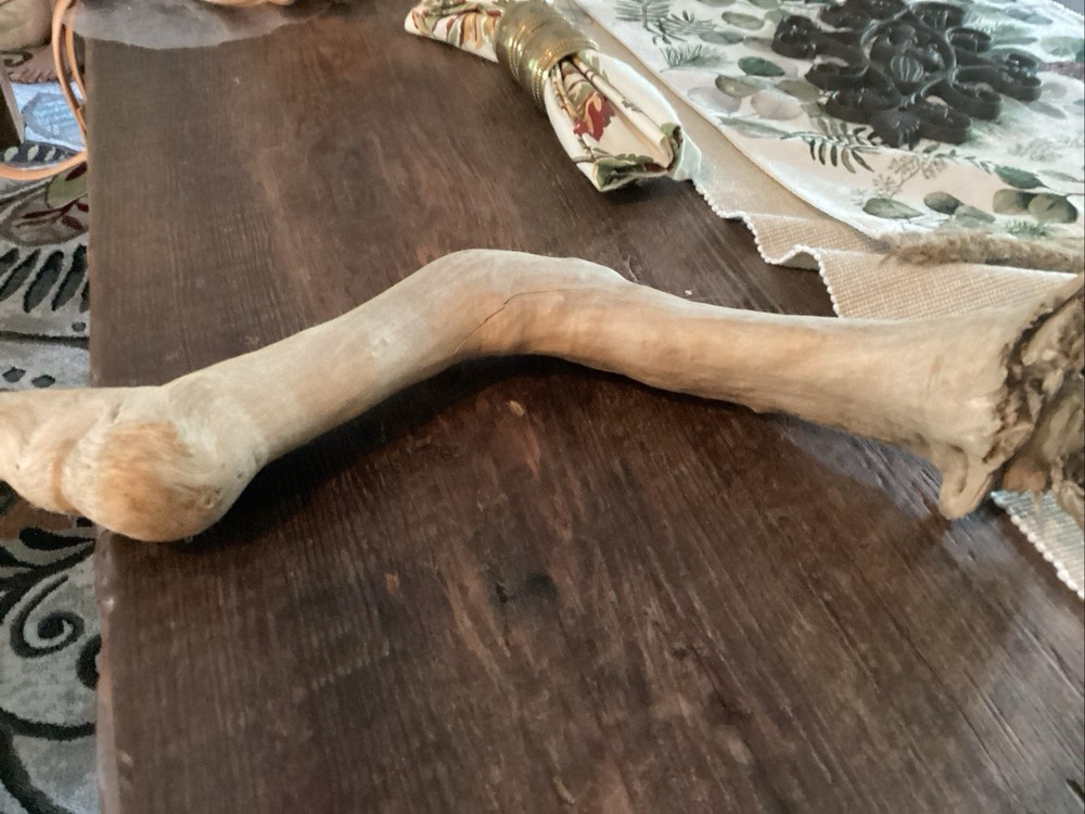Mammoth Bone