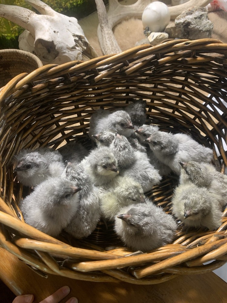 6 Lavender Ameraucana Hatching Eggs