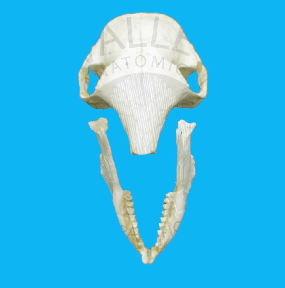 ARMADILLO DWARF SKULL REPLICA