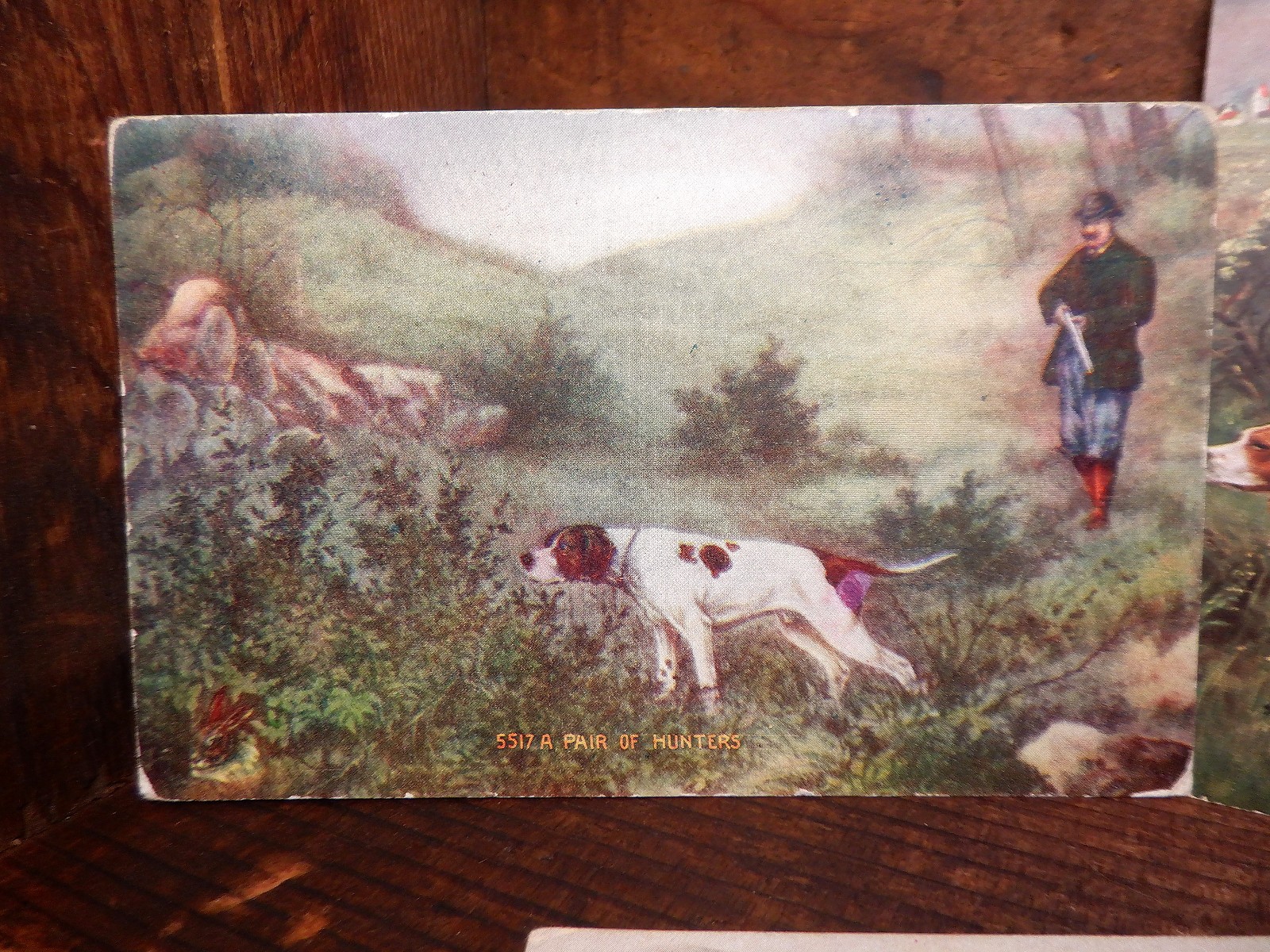 5 Antique HUNTING DOGS w/Hunter Postcards - English/Irish Setter Gun Bird Dogs