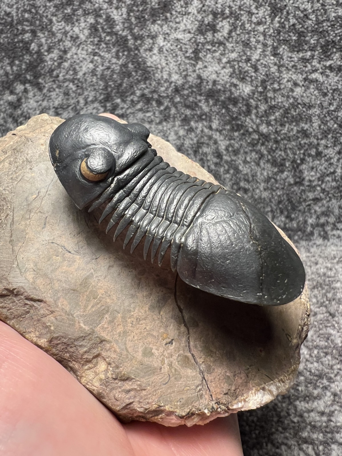 Paralejurus Trilobite Fossil – Flying Preparation with Rare Yellow Eyes