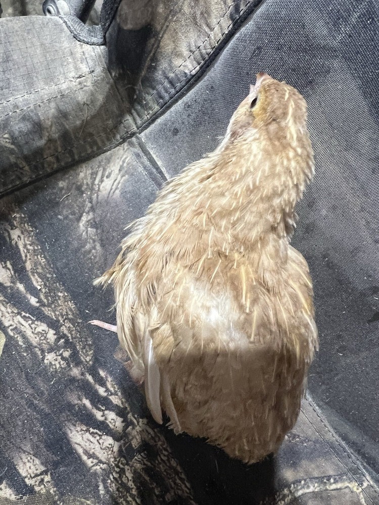 12+ count Ginger Quail Coturnix hatching eggs