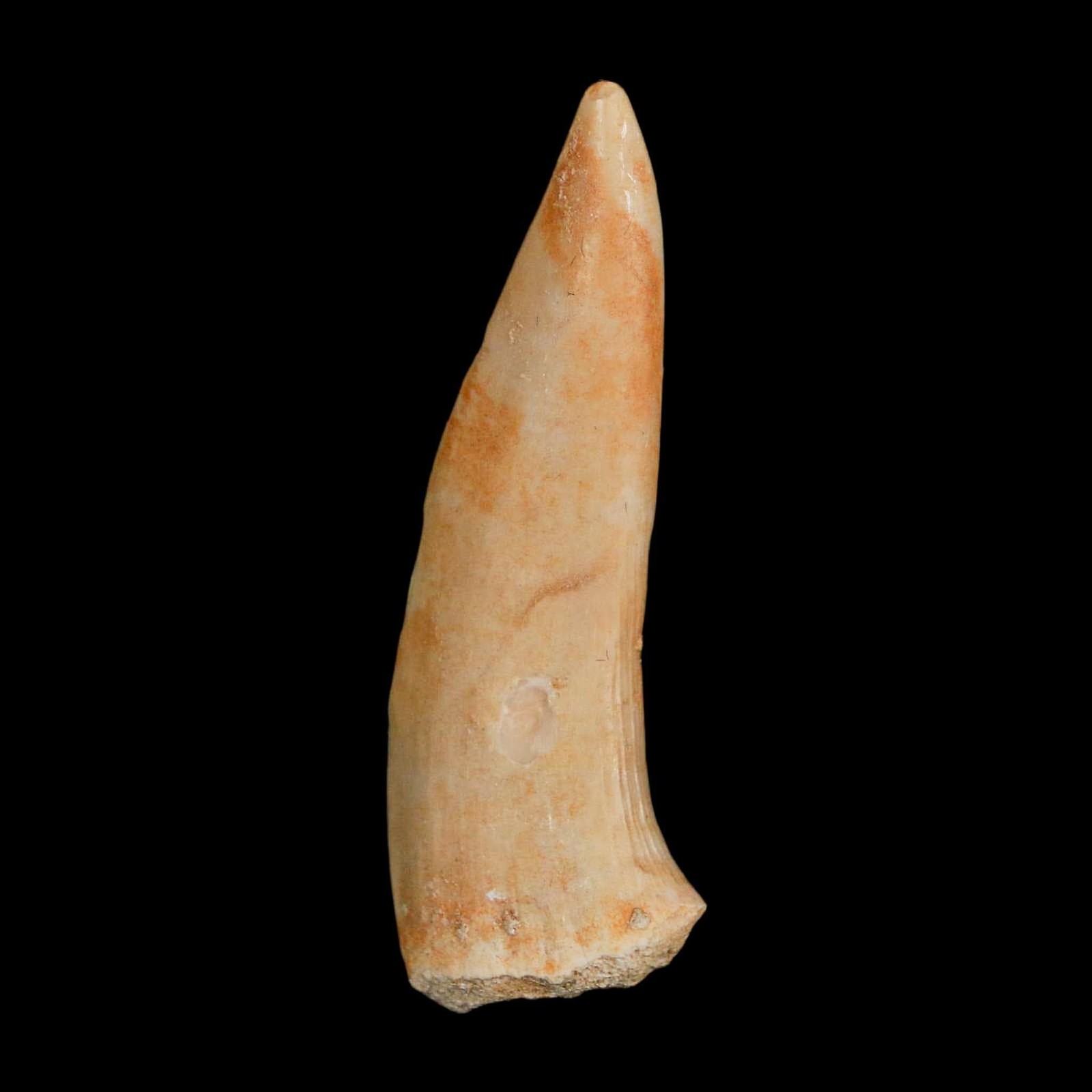 1.9" Saber Toothed Herring Fossil Fang Enchodus Libycus Cretaceous COA Stand