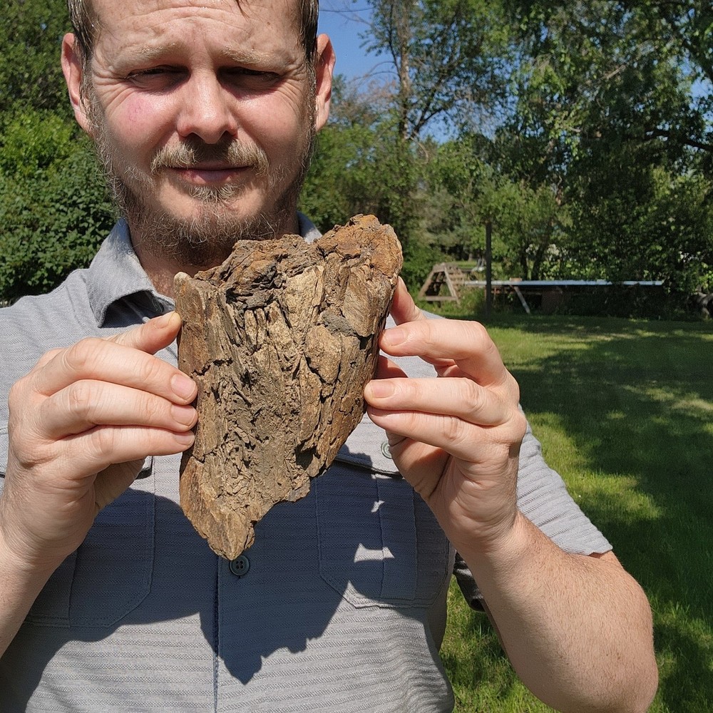 Dinosaur bone Section - Authentic Cretaceous Fossil - Hell Creek Formation