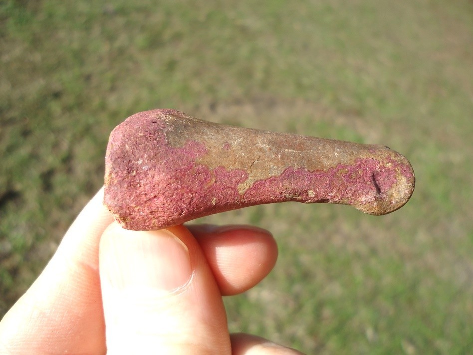 PINK ALGAE STAINED DEER PHALANX TOE BONE ICE AGE EXTINCT BONES TOOTH SKELETON @