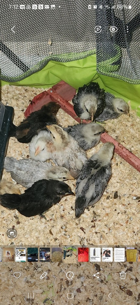 10++Fertile Serama (TINY CHICKENS) hatching Eggs NPIP/A1 Clean