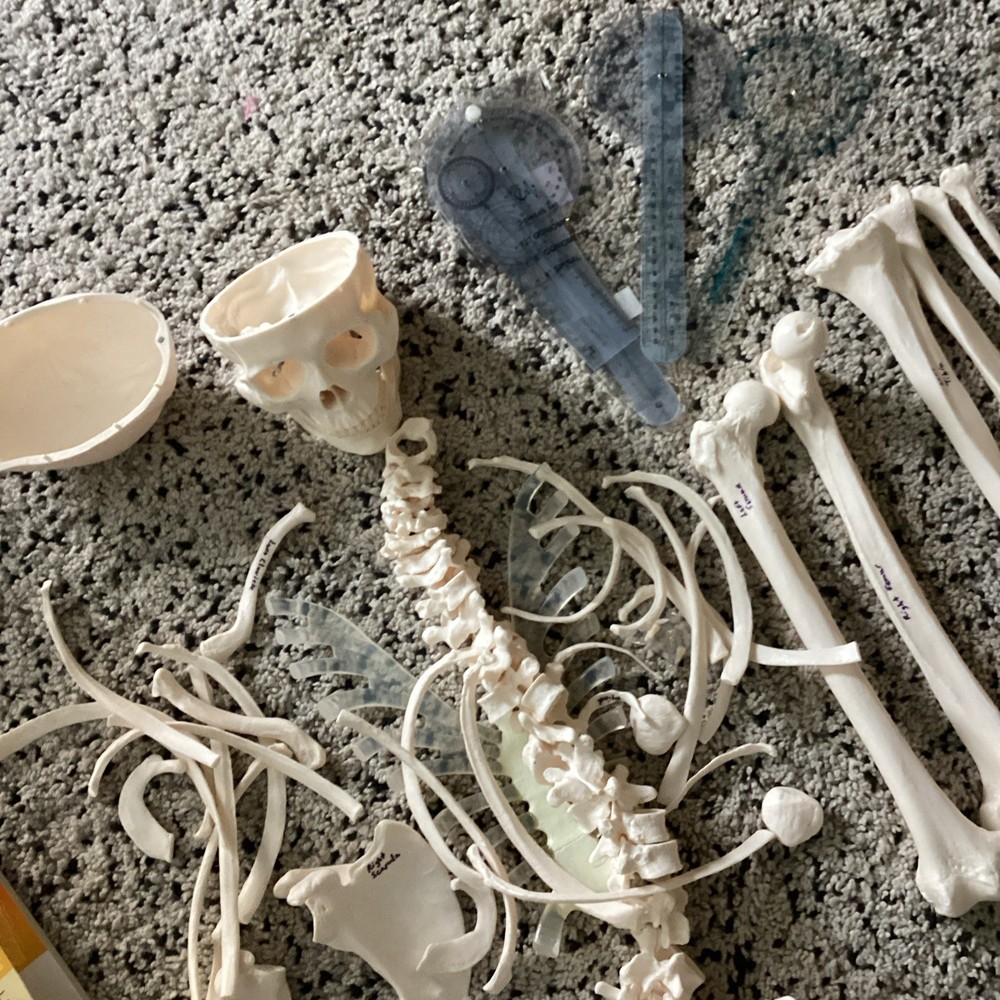 SKELETAL SYSTEM COMPLETE MODEL UNIVERSITY QUALITY REALISTIC