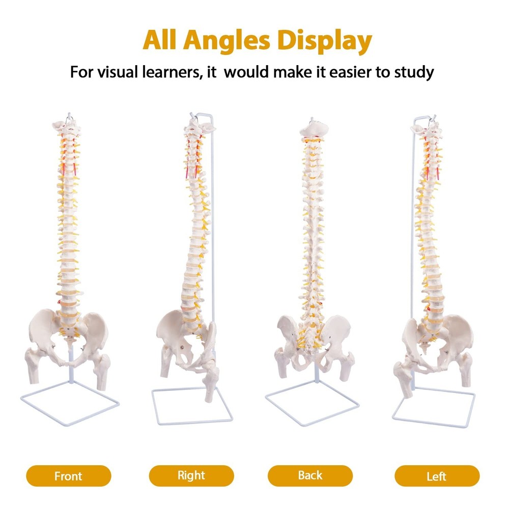 Life Size Spine Model with Stand