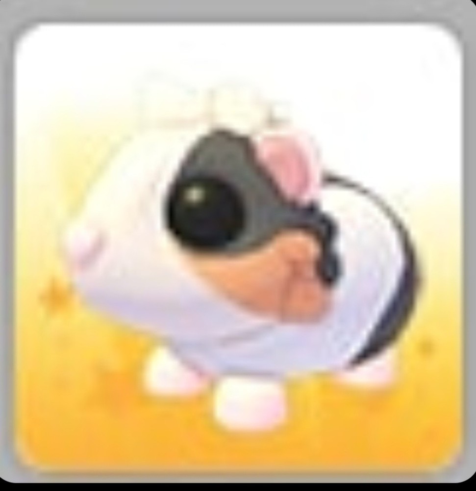 Tortoiseshell Guinea Pig | Adopt Now