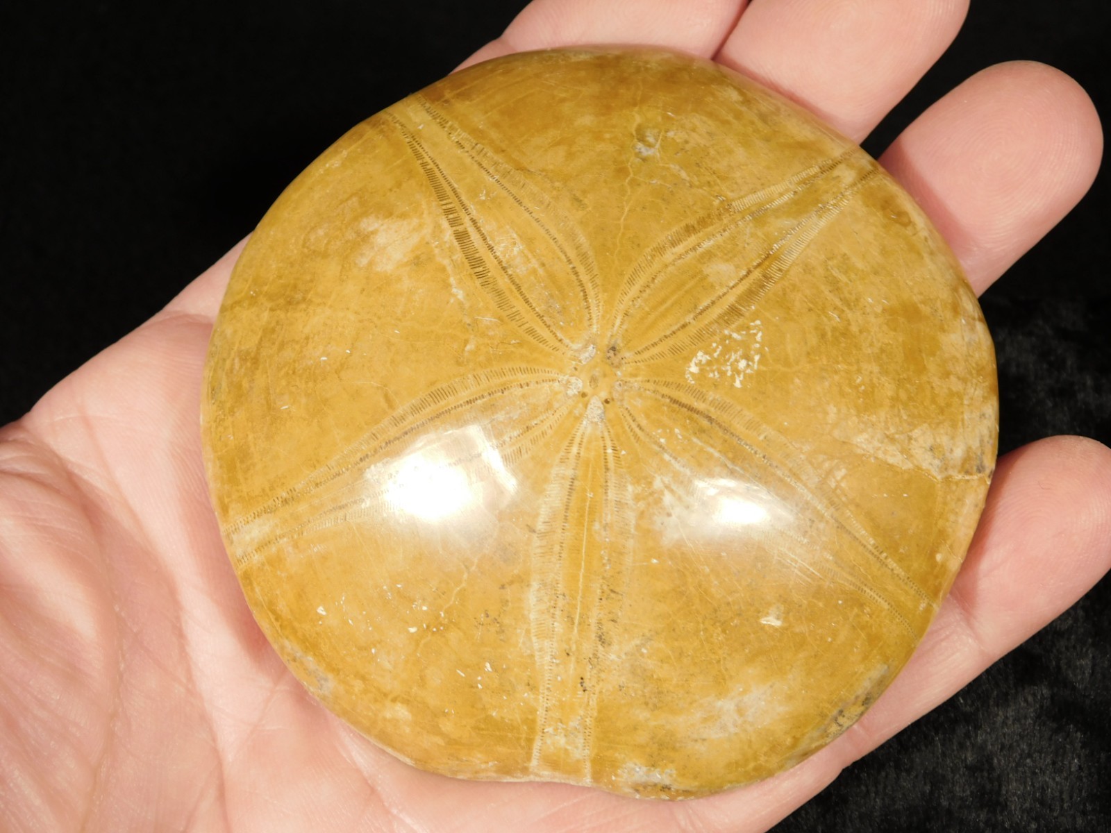 Big! Polished 150 Million Year Old! SAND DOLLAR Fossil Madagascar 195gr