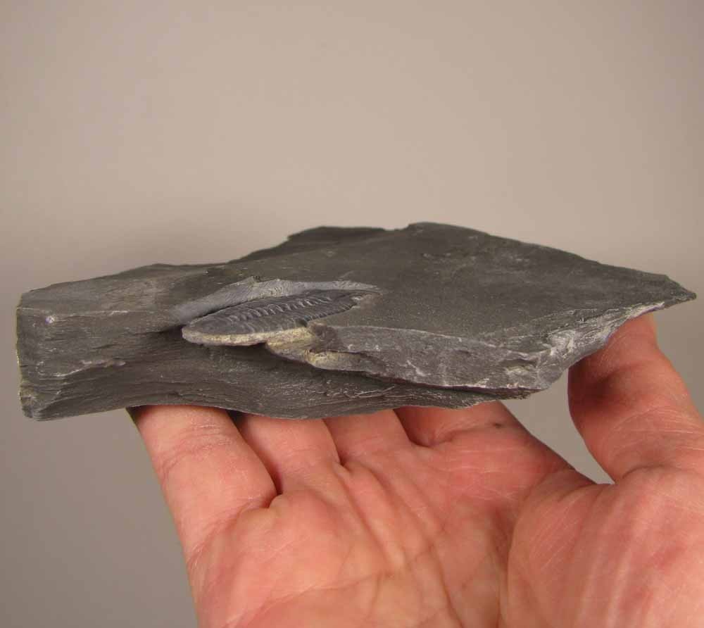 Elrathia Kingi TRILOBITE Fossil in Slate Matrix Rock - Cambrian Period - Utah