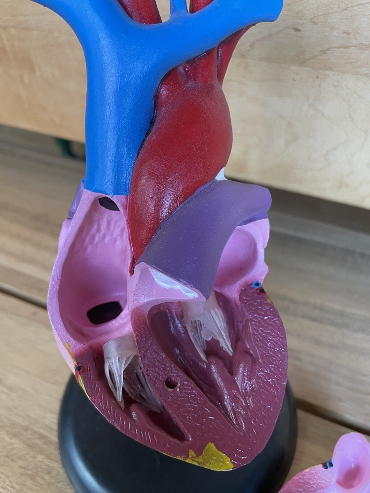 Anatomical Chart Co. Life Size Heart Model 2 Part 1996